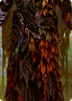Sanctuary of Aria // Florian, Rotwood Harbinger (Center) (ROSPZL23)